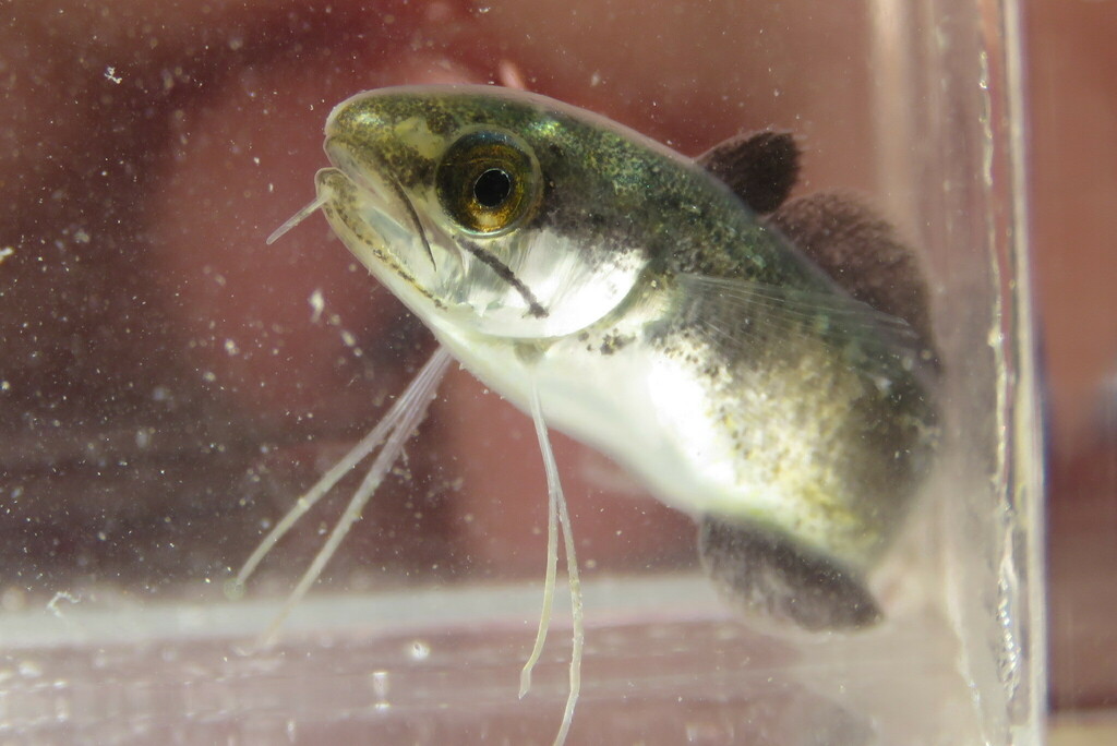 Hake (Urophycis floridana) — Phycidae
