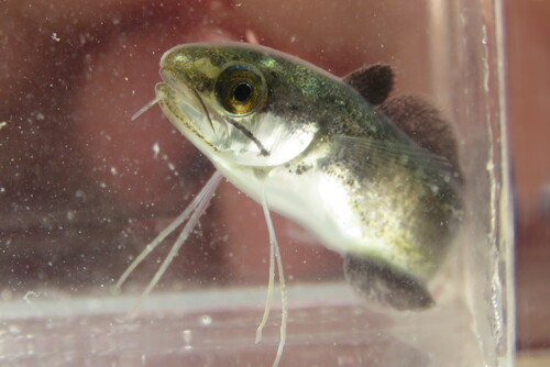 Hake (Urophycis floridana) — Phycidae