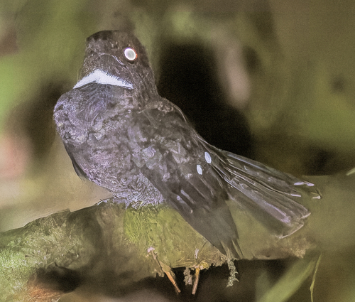 Chocó Poorwill