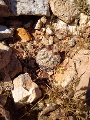 Pediocactus bradyi