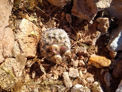 Pediocactus bradyi