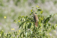 Phacellodomus striaticollis