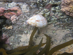 Pagurus novizealandiae