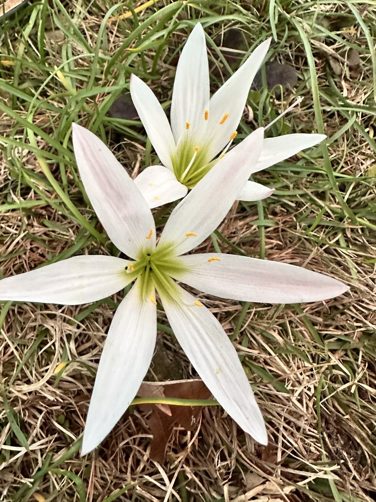 Atamasco Lily from Three Rivers State Park, Sneads, FL, US on March 3 ...