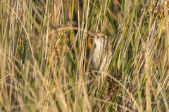 Spartonoica maluroides