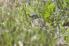 Anthus spragueii