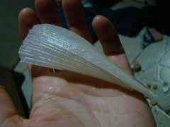 Pinnidae