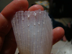 Pinnidae