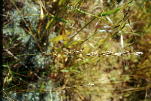 Image of Melica californica by (c) runcator, some rights reserved (CC BY)