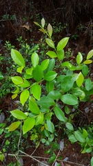 Lyonia