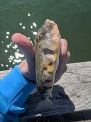 Sphoeroides maculatus