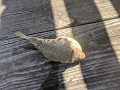 Sphoeroides maculatus