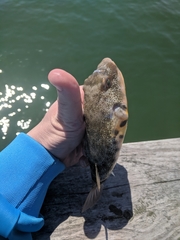 Sphoeroides maculatus