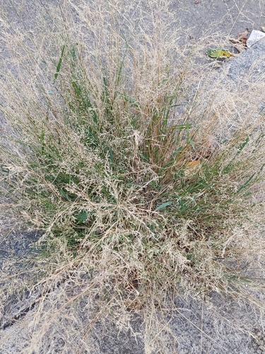 Mexican lovegrass (Eragrostis virescens)