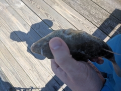 Sphoeroides maculatus