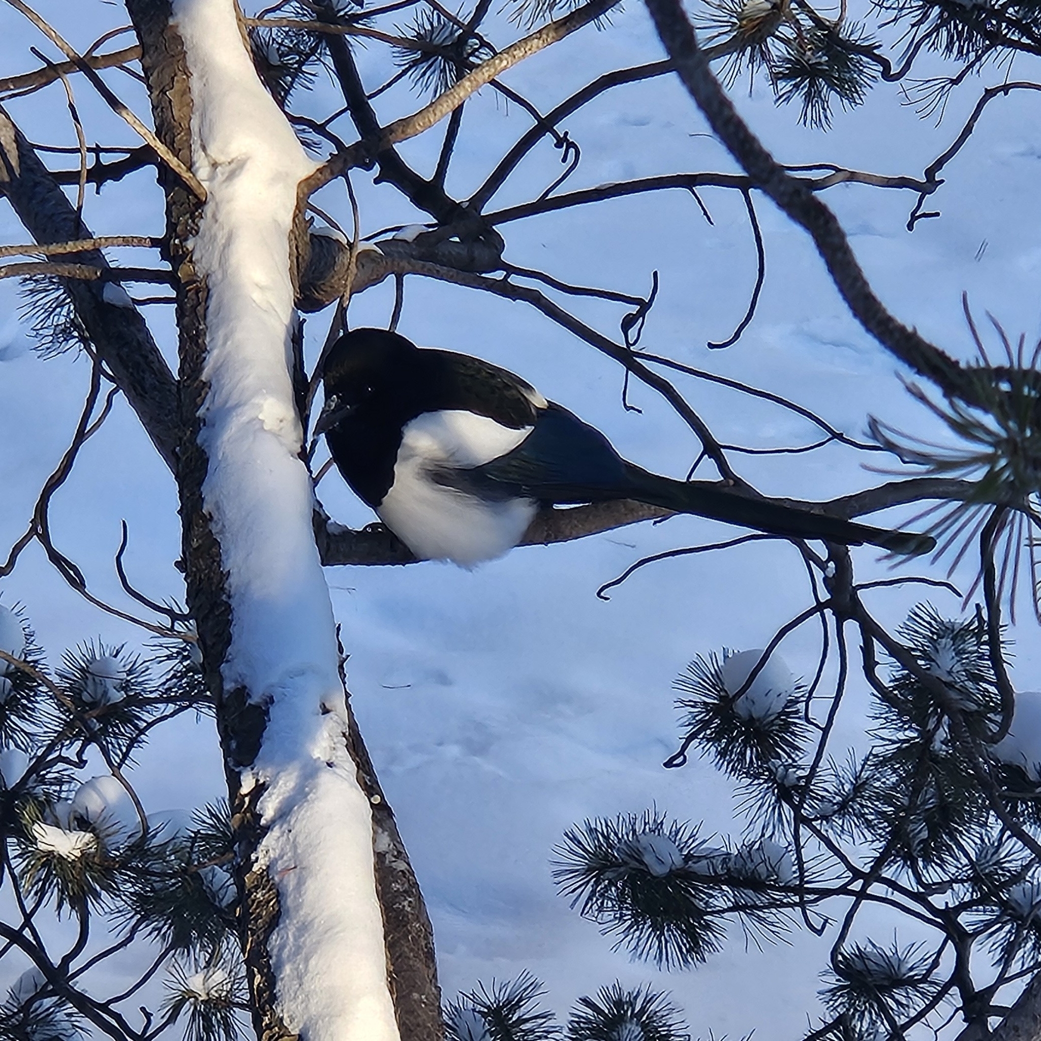 Black-billed Magpie illustration