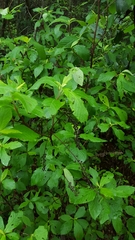 Clethra