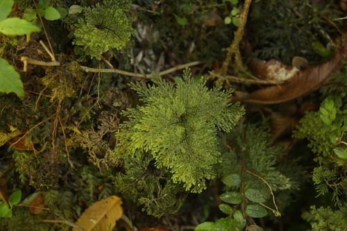 Hymenophyllum seselifolium, 2024-01-19