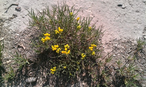 Sartwellia