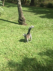 Lemur