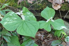 Trillium