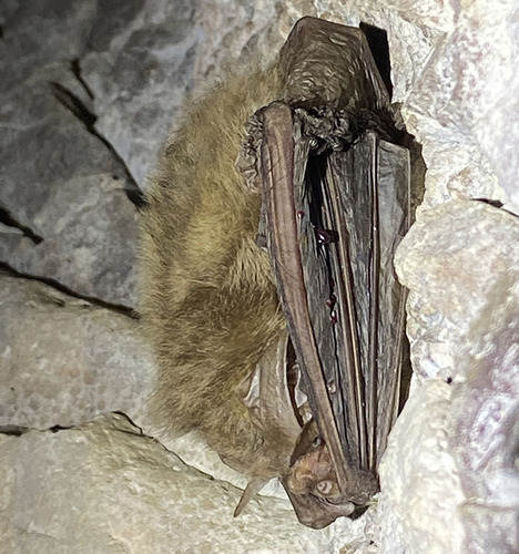 Mule-eared Bat