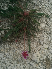 Astragalus monspessulanus