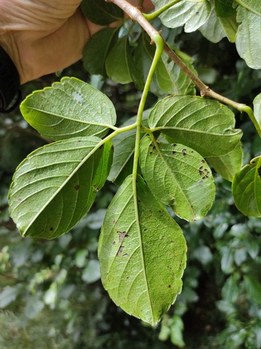 Image of Soft Water Vine (Causonis eurynema) by (c) Tony van Kampen, some rights reserved (CC BY)