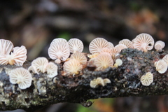 Mycena roseoflava