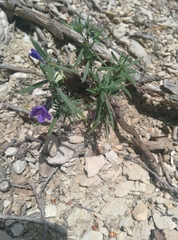Lithodora fruticosa