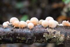 Mycena roseoflava