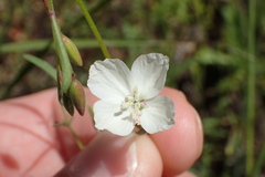Clarkia epilobioides