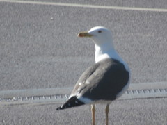 Larus fuscus