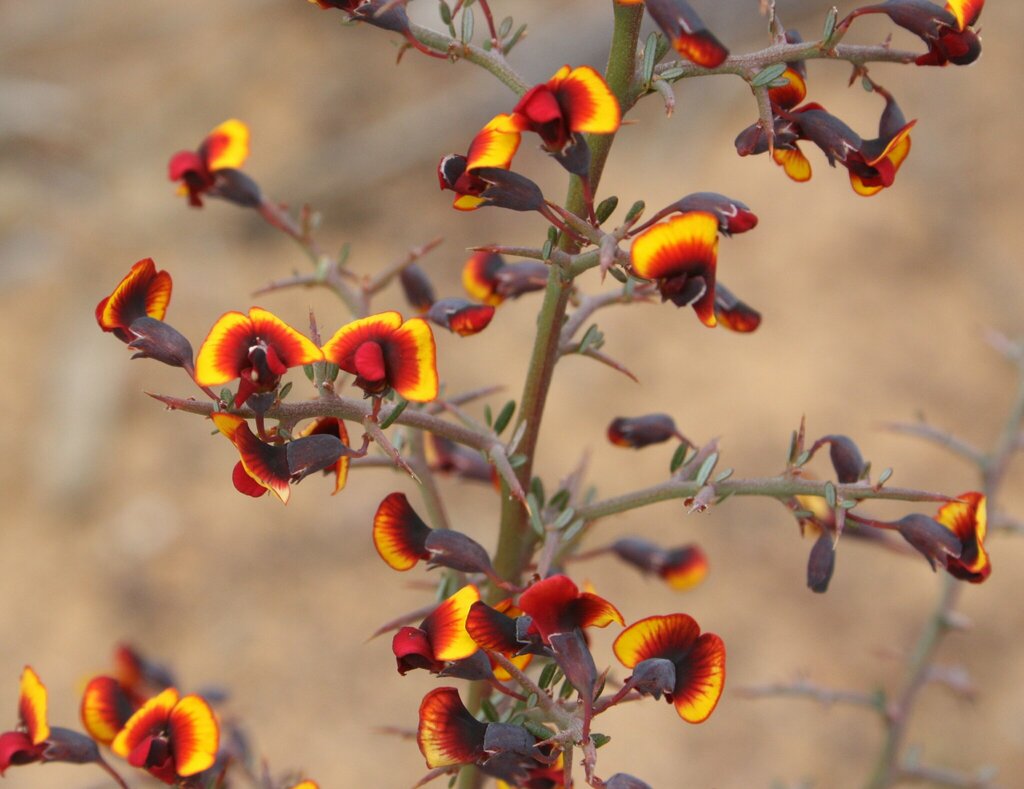Bossiaea peduncularis