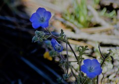 Nemophila menziesii