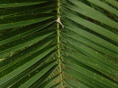 Arecaceae