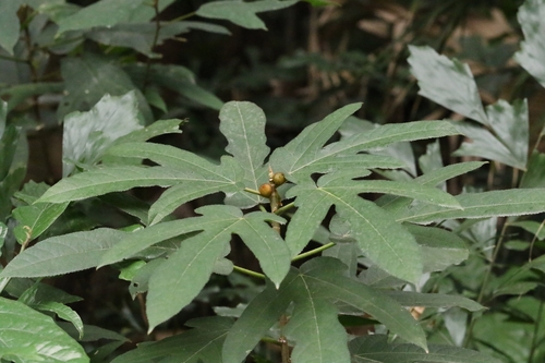 Image of Ficus simplicissima by no rights reserved