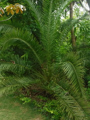 Arecaceae