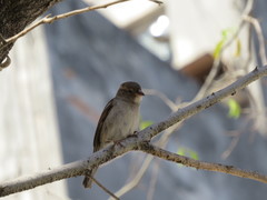 Passer domesticus