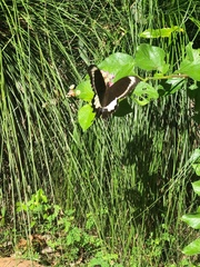 Papilio fuscus