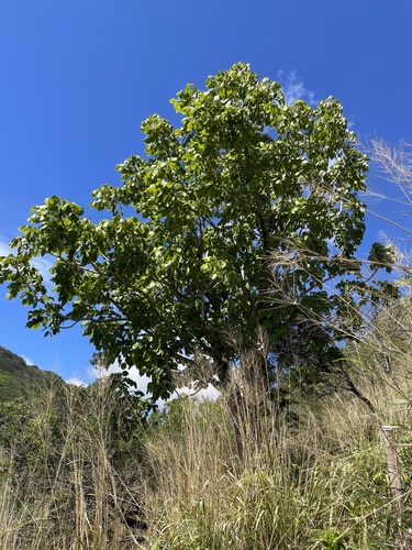 Polyscias sandwicensis observed 2024-03-03