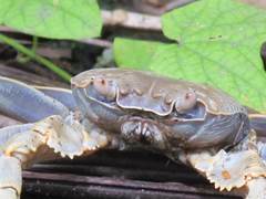 Geograpsus crinipes