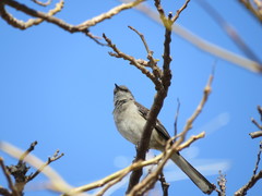 Mimus polyglottos