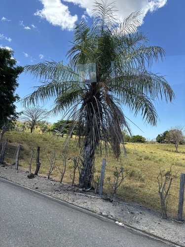 Acrocomia aculeata - Whole tree
