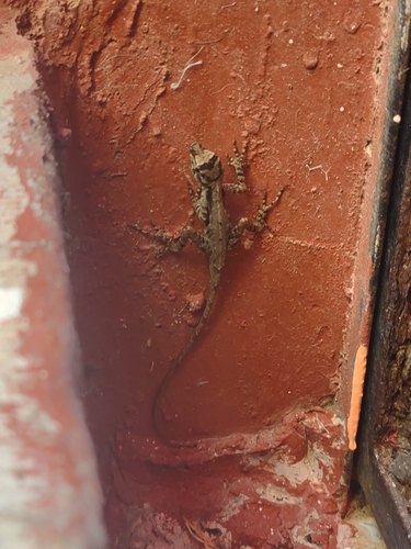 Hidalgo Anole, Anolis naufragus