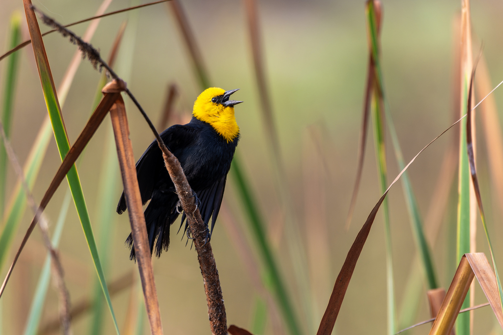 Yellow-Hooded Blackbird