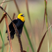 Yellow-hooded Blackbird - Photo (c) David F. Belmonte, some rights reserved (CC BY-NC), uploaded by David F. Belmonte