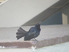 Quiscalus niger