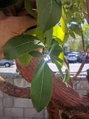 Arbutus