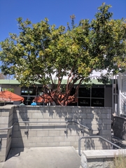 Arbutus